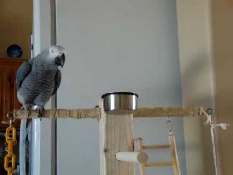Youtube: Larry the Parrot makes and receives some imaginary phone calls.