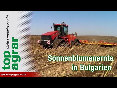 Youtube: Case IH/Väderstad: Sonnenblumenernte auf Rekordfeld in Bulgarien