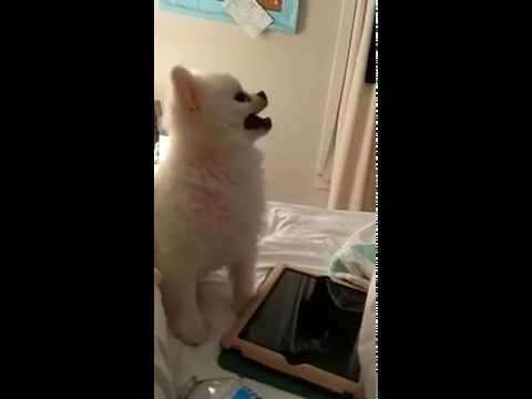 Youtube: Epic Pomeranian Puppy sneeze (Original)