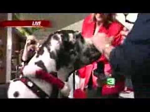 Youtube: Meet World's Tallest Dog