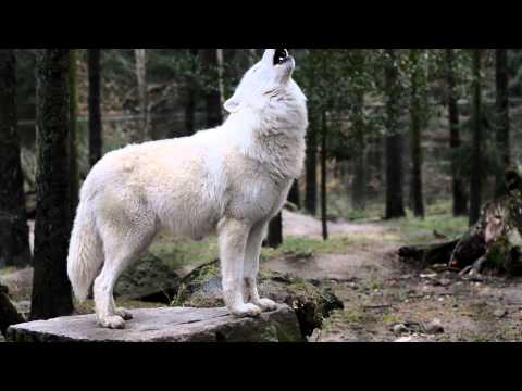 Youtube: Polar Wolf howling - Heulender Polarwolf
