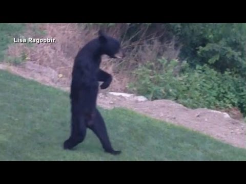 Youtube: New Jersey's Walking Bear Mystery Solved
