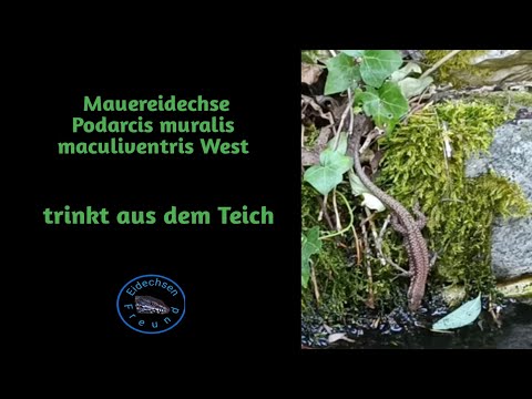 Youtube: Podarcis muralis maculiventris West Mauereidechse Weibchen trinkt aus dem Teich