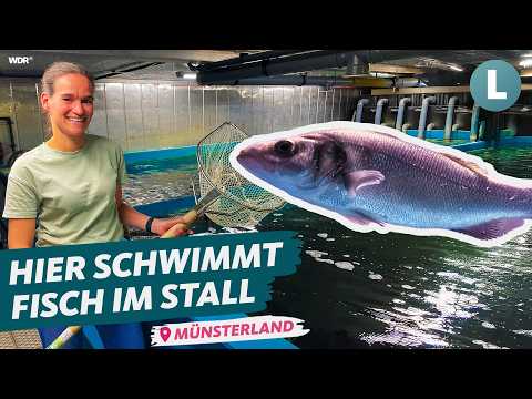 Youtube: Salzwasserfische made in NRW: Landwirtin setzt auf Fischzucht im Münsterland|Lokalzeit Land.Schafft.
