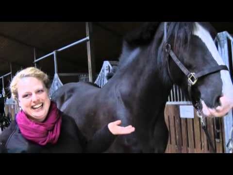 Youtube: Westerwald: Mojane trifft Riesenpferde.flv