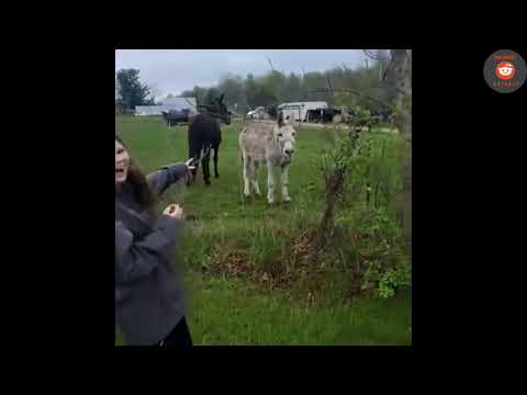 Youtube: Donkey Laughs at Dog Getting Shocked By Electric Fence