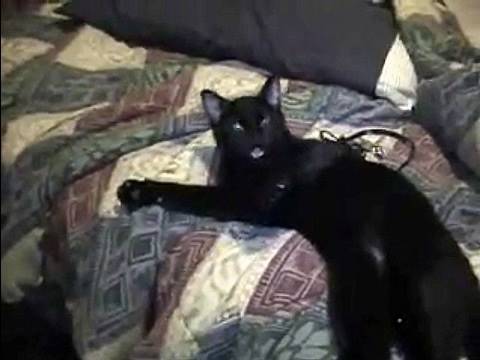 Youtube: Talking Kitty Cat 1 -Wake up kitty!