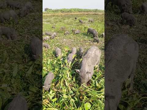 Youtube: NaturePigLife