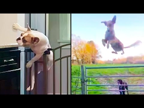 Youtube: Great Escapes: Animal Edition - Ozzy Man Reviews