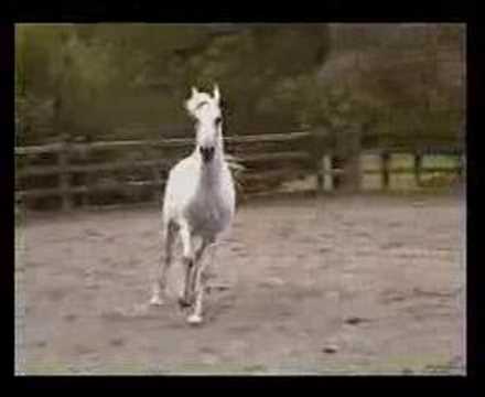 Youtube: The Last Unicorn: Horse Audition