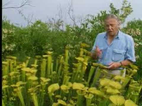 Youtube: Venus fly trap - The Private Life of Plants - David Attenborough - BBC