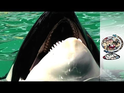 Youtube: Freeing A Killer Whale Held Captive For 43 Years