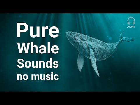 Youtube: Stress Relief Relaxing Meditation Whale Sounds [NO MUSIC] for deep sleep