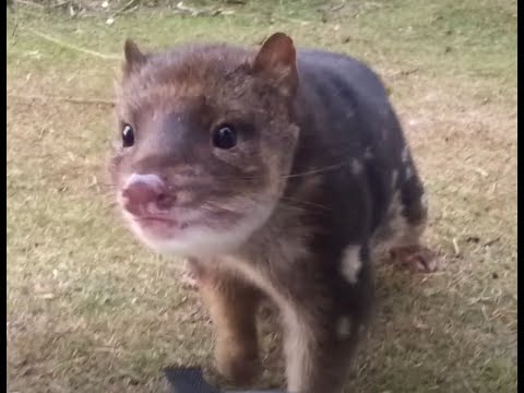 Youtube: Wild Tiger Quoll