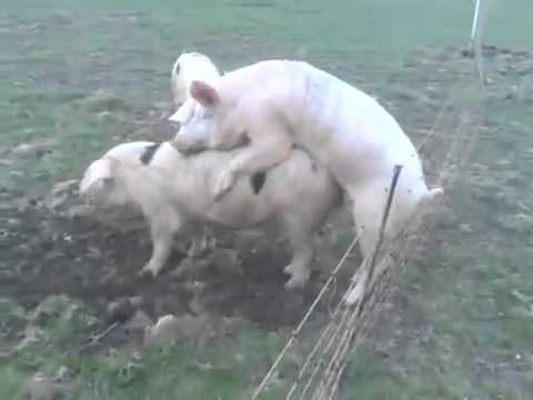 Youtube: schwein kriegt stromschlag am arsch