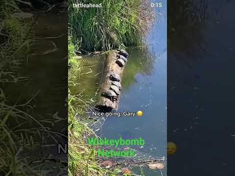 Youtube: Wie viele Schildkröten auf einem Baumstamm sind zu viele?