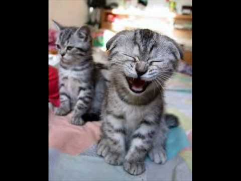 Youtube: Die lachende Katze