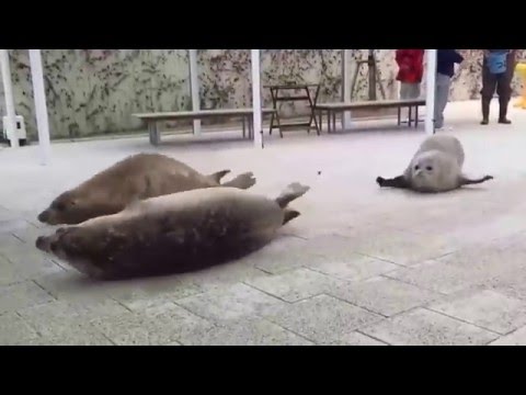 Youtube: How A Seal Moves On Land