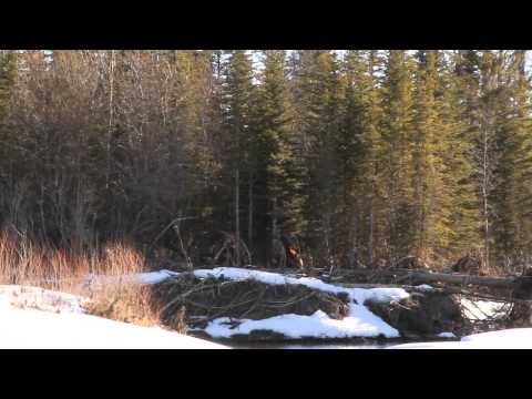 Youtube: Bigfoot Sasquatch New Sighting. Calgary AB Canada.