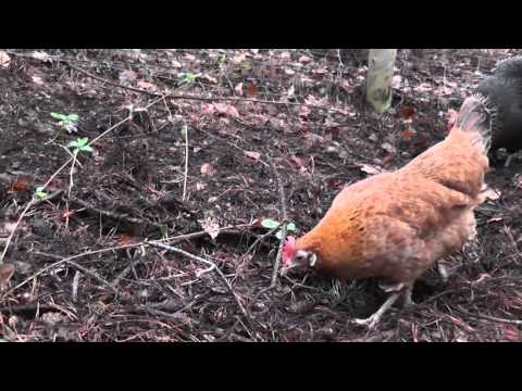 Youtube: 2011-01-19 huehner im wald