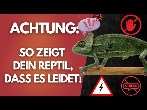 Youtube: Diese Fehler im Terrarium machen dein Reptil krank!