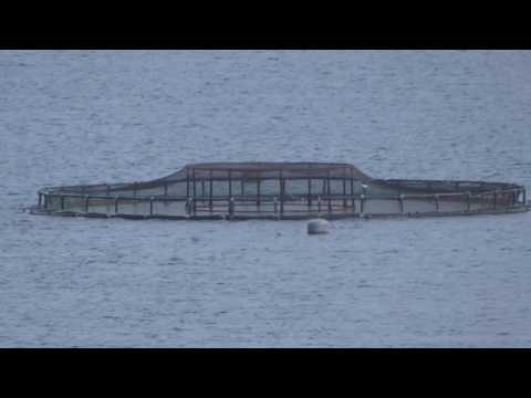 Youtube: Fish jumping inside the fish farm in Kirk wall, Scotland