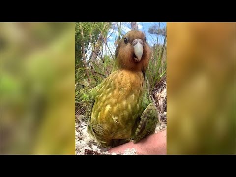 Youtube: Babyboom bei den Kakapos - den dicksten Papageien der Welt