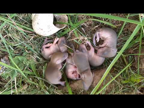 Youtube: Maulwurfbabys