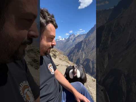 Youtube: The father of the Andes—sorry, the vulture😂And Dağları'nın babası, pardon akbabası🤣 #shorts #birds