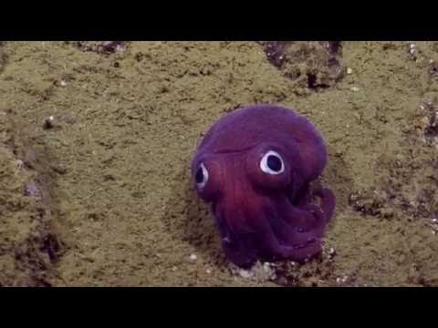 Youtube: Googly-eyed Stubby Squid | Nautilus Live