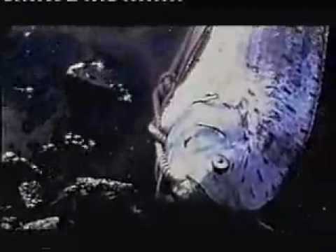 Youtube: Only Live Oarfish Video - Amazing Strange & Rare Prehistoric Sea Monster