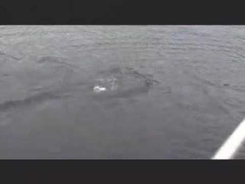 Youtube: Monstro do Loch Ness?