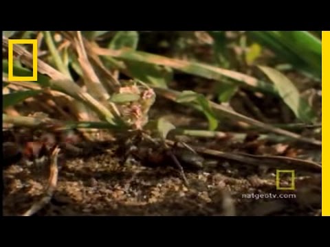Youtube: Parasitic Mind Control | National Geographic