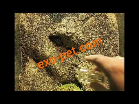 Youtube: Feeding Liphistius niphanae in the new colony setup.