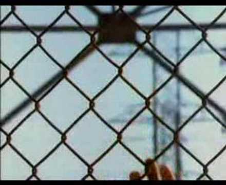 Youtube: Los Lobos - Will the Wolf Survive? (Music Video)