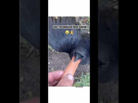 Youtube: glizzy bird is crazy🙏😭#shorts #memesdaily #fypage #funny #comedy #whatdoyoumeme #new #lipsync #fyp