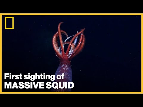 Youtube: First live sighting of massive Antarctic squid caught on camera by Nat Geo