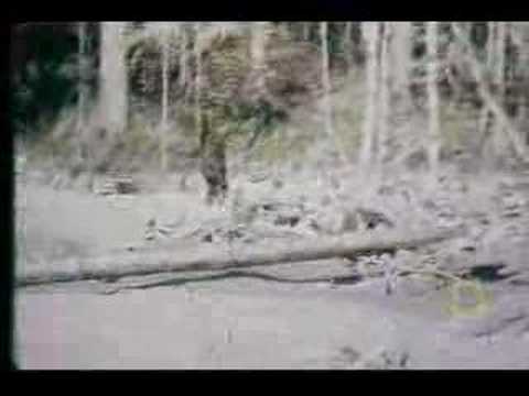 Youtube: Roger Patterson Bigfoot Footage