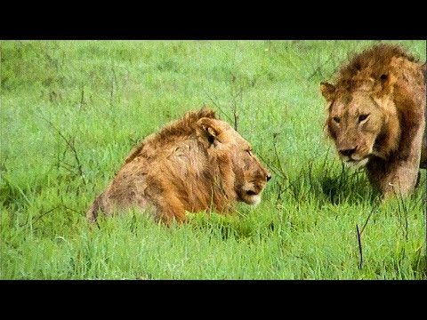 Youtube: Extraordinary Lion Hunt Filmed | Attenborough 60 Years In The Wild | BBC Earth