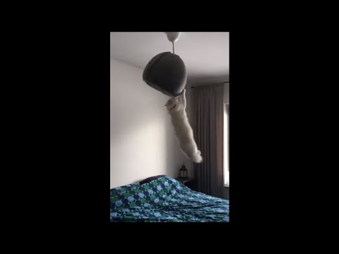 Youtube: Hilarious Cat Swinging On a Lamp Holding It by Claws