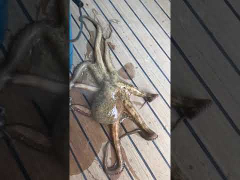 Youtube: Octopus escape from the boat in Croatia