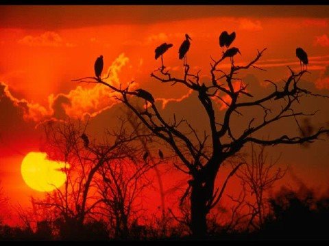 Youtube: The Lion Sleeps Tonight [The Beauty of Africa]