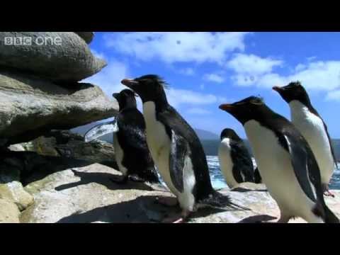 Youtube: Rockhopper Penguins Hop to the Top - Penguins: Spy in the Huddle - Episode 1 Preview - BBC