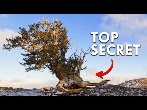 Youtube: The Location Of This 5000 Year-Old Tree Is Top Secret