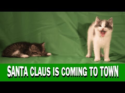 Youtube: Santa Claus is Coming to Town - Ultra HD - CATS CHRISTMAS JINGLE