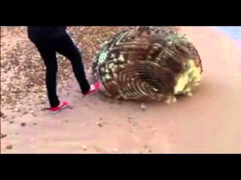 Youtube: "The Bournemouth Incident!" Object Washed Up On  Shore.