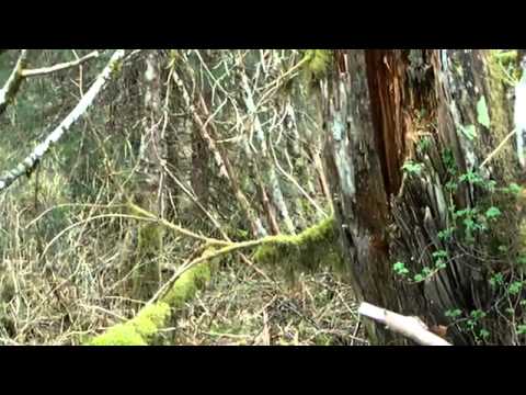 Youtube: Bigfoot Sighting, Ketchikan Alaska 2011