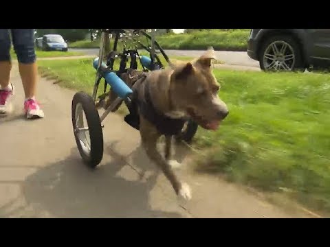 Youtube: Power-Hund mit Rollstuhl sucht neues Zuhause