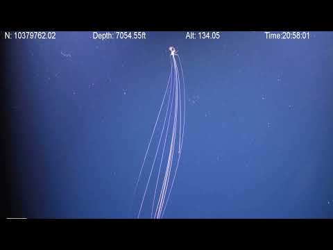Youtube: Magnapinna BigFin Squid Attacking | Deep Ocean ROV Footage