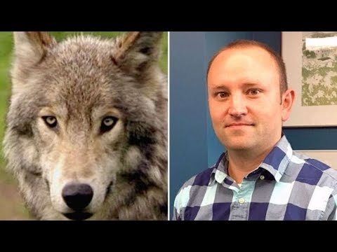 Youtube: Man saves campers from wolf attack in Banff